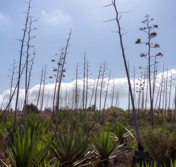 Logo Hoteles Servigroup