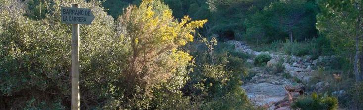 bosques de alcoceber