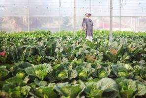 Invernadero con frutas y verduras