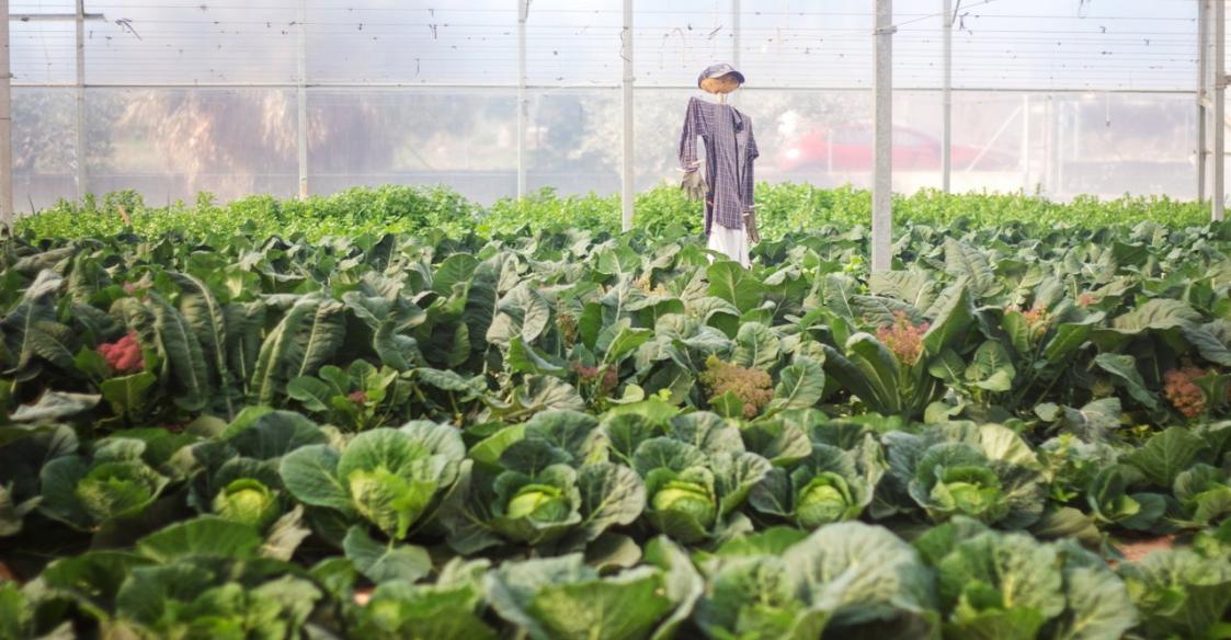 Invernadero con frutas y verduras