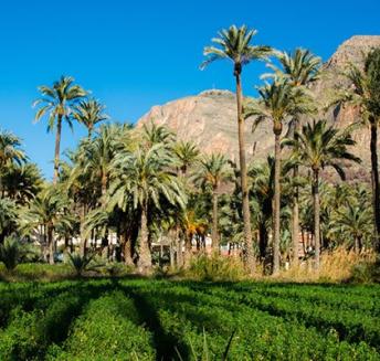 Palmeral San Antón Orihuela