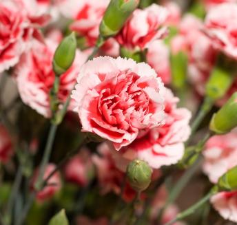 Logo Hoteles Servigroup