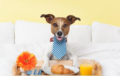 Viaja con tu perrito