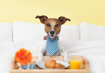 Viaja con tu perrito Benidorm