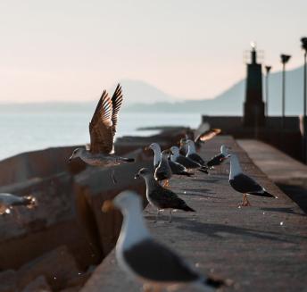 Logo Hoteles Servigroup